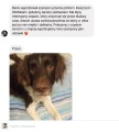 Opinia Klienta : Szampon przeciw pchłom Wildwash