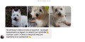 Szampon dla psa do sierści wrażliwej WildWash Pet Super Sensitive. Zadowolona Klientka Daisy.JPG