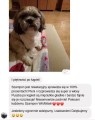 Pupil po kąpieli szamponem WildWash do sierści wrażliwej.JPG
