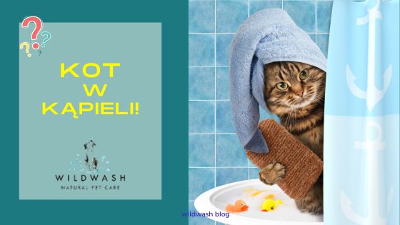 Co musisz wiedzieć o kąpieli kota?
