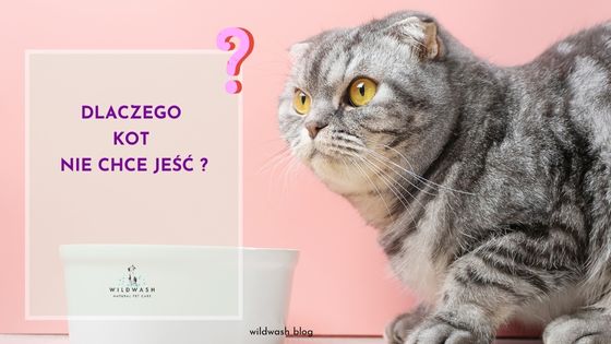 Dlaczego kot nie chce jeść?