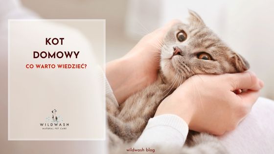 Kot domowy - co warto wiedzieć?