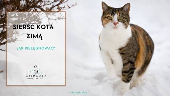 Jak pielęgnować sierść kota zimą?