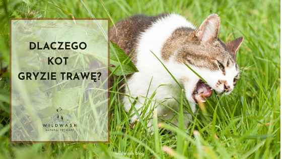 Podgryzanie Roślin przez Kota - Kocia Trawa, Bezpieczne Rośliny i Te, Które Mogą Szkodzić