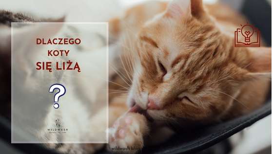 Dlaczego koty się liżą?