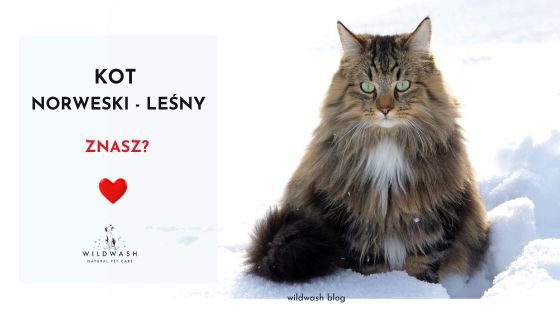 Poznaj rasę - Kot Norweski Leśny