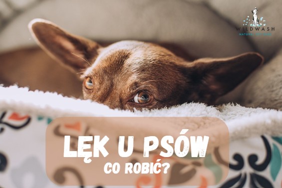 Lęk u psa – jak go rozpoznać i skutecznie zwalczać?