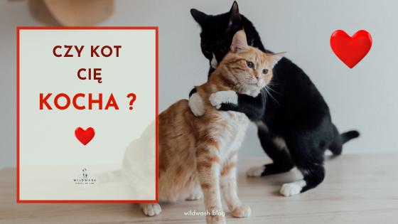Czy Twój Kot Cię kocha?