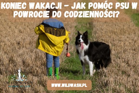 Jak pomóc psu przystosować się do nowej rutyny po wakacjach?