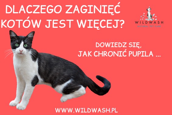 Jak chronić kota przed ucieczką i dlaczego zaginięć kotów jest więcej?
