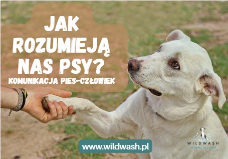 Komunikacja pies – człowiek – czy psy rozumieją ludzi?