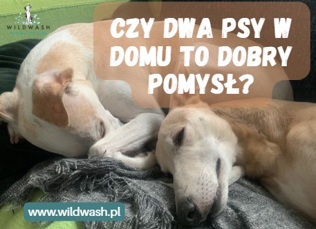 Czy dwa psy w domu to dobry pomysł?