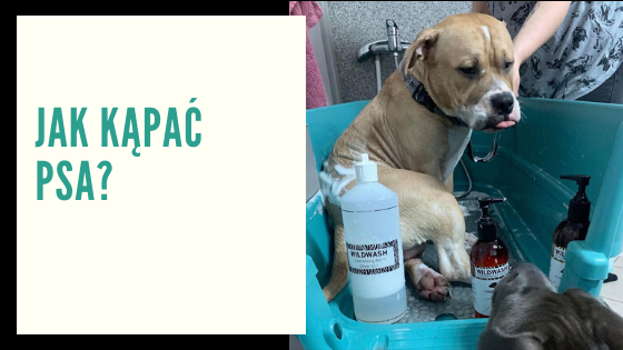 Jak kąpać PSA?