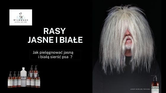 Jak pielęgnować jasną i białą sierść psa?
