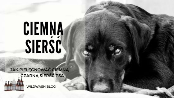 Jak pielęgnować ciemną i czarną sierść psa?